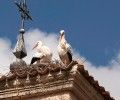 Colectivo Azálvaro pide analizar la problemática de los nidos de cigüeña
