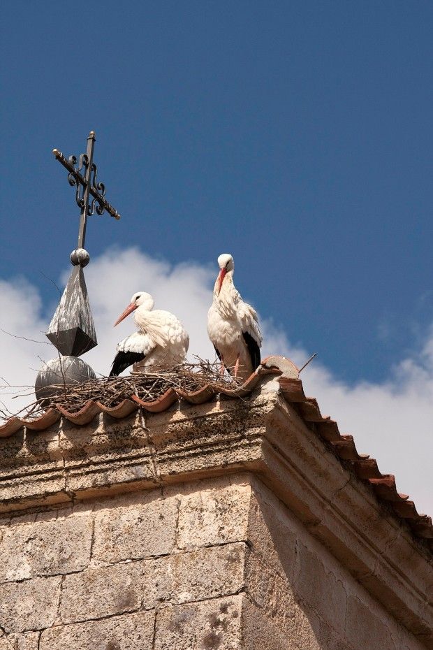 Colectivo Azálvaro pide analizar la problemática de los nidos de cigüeña