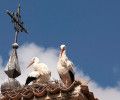 VUELA, CIGÜEÑA, VUELA…(Vea VIDEO)
