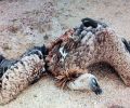 El Colectivo Azálvaro denuncia ante el Seprona la alta mortalidad de rapaces en parque eólicos de Ávila