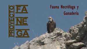 Proyecto FANEGA, fauna necrófaga y ganadería‏. (Ver VÍDEO)