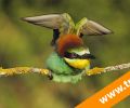 Curso de fotografía de Aves