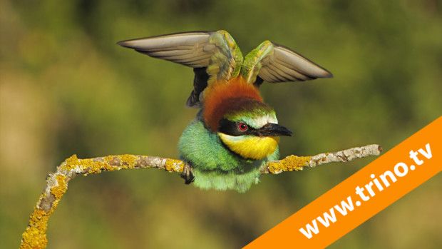 Curso de fotografía de Aves