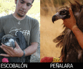Los buitres marcados por WWF y la Fundación Biodiversidad alertan del uso ilegal del veneno en la naturaleza