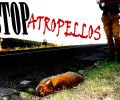 CAMPAÑA STOP ATROPELLOS EN LA CARRETERA AV/SG-500