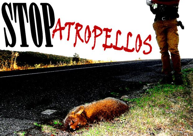 CAMPAÑA STOP ATROPELLOS EN LA CARRETERA AV/SG-500