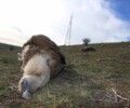 Se desactivará un punto negro de colisión de aves en Ávila