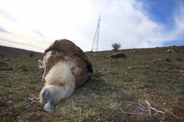 Se desactivará un punto negro de colisión de aves en Ávila